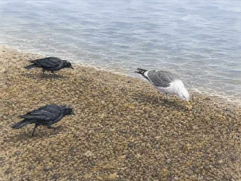 The Crow Ambush: A Nature Vignette